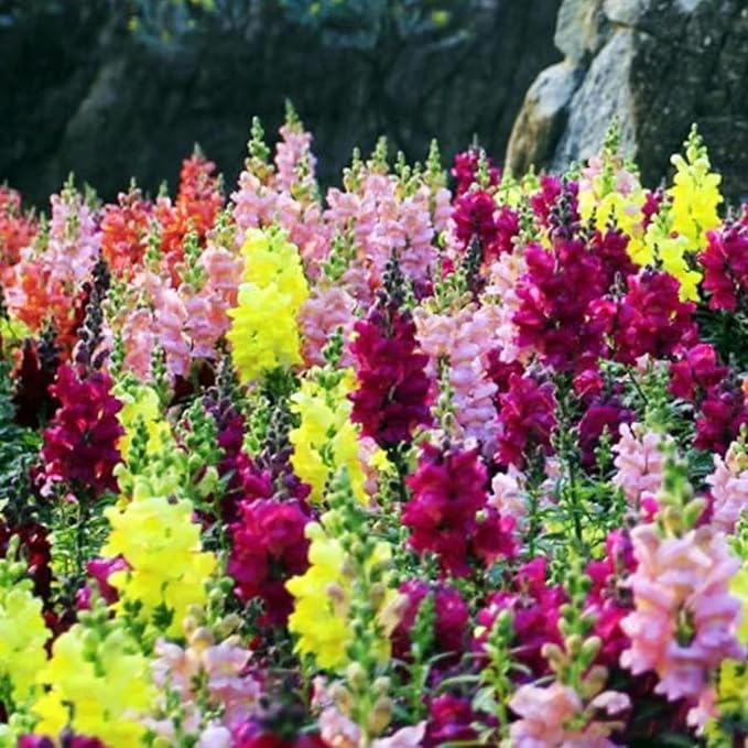 6000+ PCS Snowflake Snapdragon Flower Seeds Antirrhinum Majus Rare Flower Seed Outdoor-Perennial Heirloom Plant Seed Attracts Bees& Attracts Butterflies