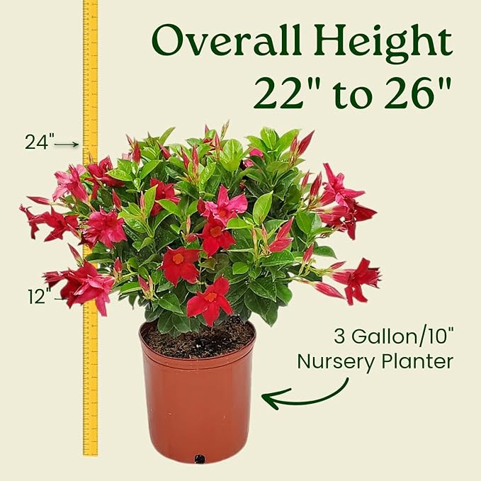 Dipladenia Bush Live Plant - Red - Overall Height 22" to 26" - Tropical Plants of Florida (Plant Only)