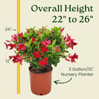 Dipladenia Bush Live Plant - Red - Overall Height 22" to 26" - Tropical Plants of Florida (Plant Only)