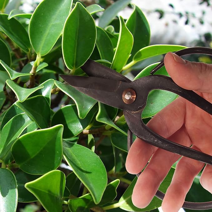 BambooMN Bonsai Basics Set - 8" Concave Cutter, 7" Heavy Duty Shear - 10 Sets