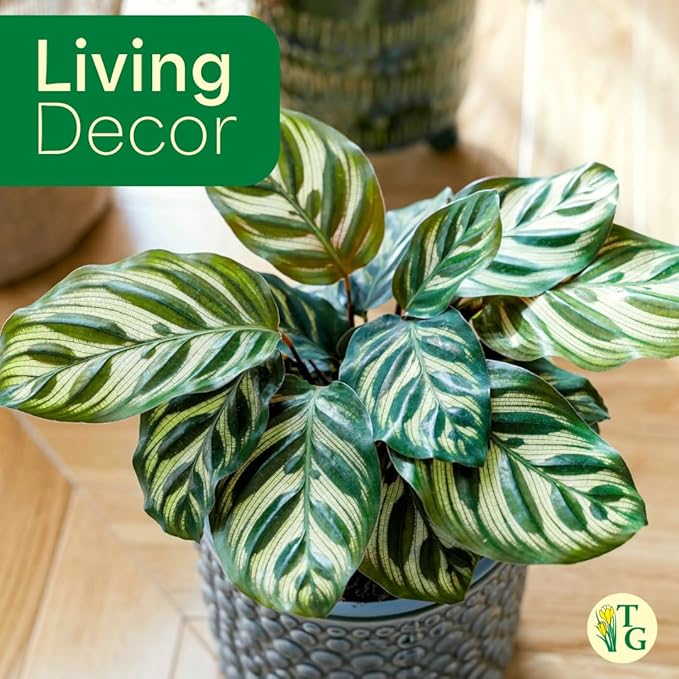 Thorsen's Greenhouse Peacock Calathea, Live Indoor Plant, Safe for Pets, Colorful Foliage, Rare Variety, Peacock Plant, 4" Diameter (Sage)