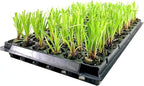 Dwarf Papyrus Plant | 10 Live Plants | Cyperus Shade & Wet Tolerant Aquatic Foliage