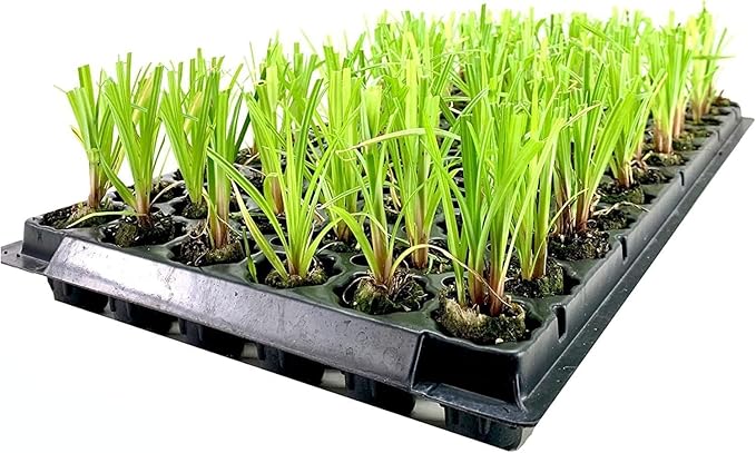 Dwarf Papyrus Plant | 3 Live Plants | Cyperus Shade & Wet Tolerant Aquatic Foliage