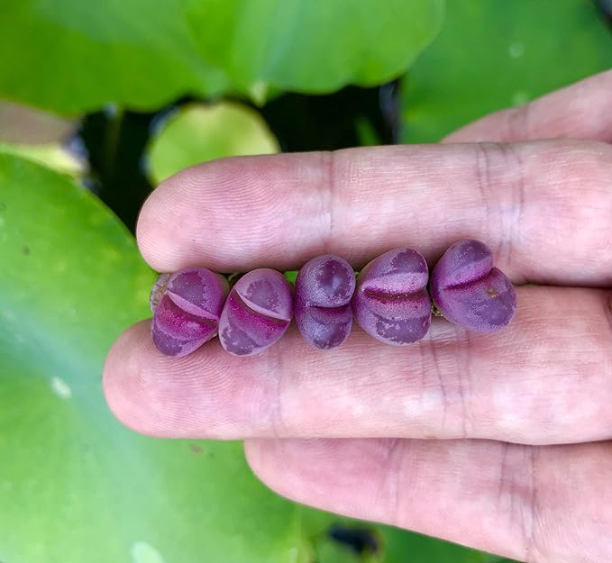 Pack of 3 Live Rare Exotic Lithops Optica cv. Rubra 1-2 Years Old Living Stone Seedling Rare Purple Lithops Collector Item (Smaller Species of Lithops Check Size)