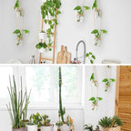 XXXFLOWER Wall Hanging Propagation Station，2 Tiers Star Shaped Glass Flower Vase for Hydroponic Planter Terrarium for Plant Cutting Home Office Living Room Garden Decor