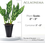 Aglaonema Plant Collection (4 Pack) Live Starter Plants, Rare Chinese Evergreen Houseplants, Indoor Tropical Plants Live, Easy Care Low Light Houseplants, Colorful Foliage Plants, Grower’s Choice