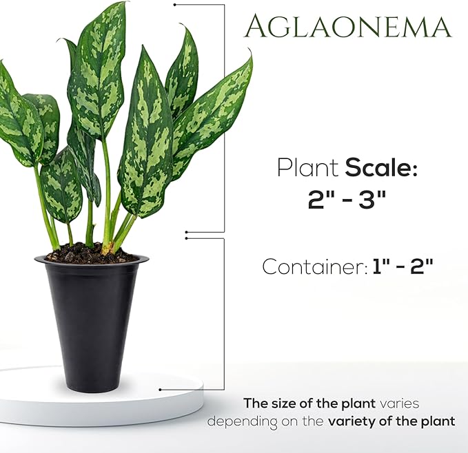 Aglaonema Plant Collection (4 Pack) Live Starter Plants, Rare Chinese Evergreen Houseplants, Indoor Tropical Plants Live, Easy Care Low Light Houseplants, Colorful Foliage Plants, Grower’s Choice