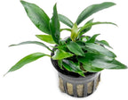 SubstrateSource Anubias Live Aquarium Plants - Potted Freshwater Plant for Fish Tanks, Terrariums - Beginner Friendly Low Light (Chili Jalapeno, 1 Pot)