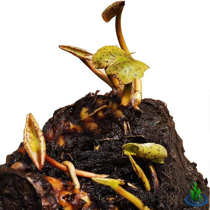 Live Water Lily Tuber Nymphaea Pinvaree Yellow Hardy Aquatic Plants for Aquarium Freshwater Fish Pond Flower Garden