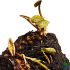 Live Water Lily Tuber Nymphaea Pinvaree Yellow Hardy Aquatic Plants for Aquarium Freshwater Fish Pond Flower Garden