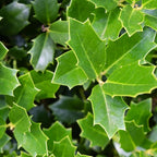 Southern Living 3 Gal. Oakland Holly Shrub