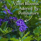 Tropical Plants of Florida - Duranta Sapphire Showers - Flowering Bush Plant - Overall Height 22" to 26" (Plant Only)