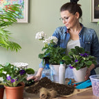 African Violet Potting Soil Mix 1qt, Pre-Mixed Acid Soil Ideal for African Violets to Ensure Optimal Nutrient Uptake and Vibrant Blooms