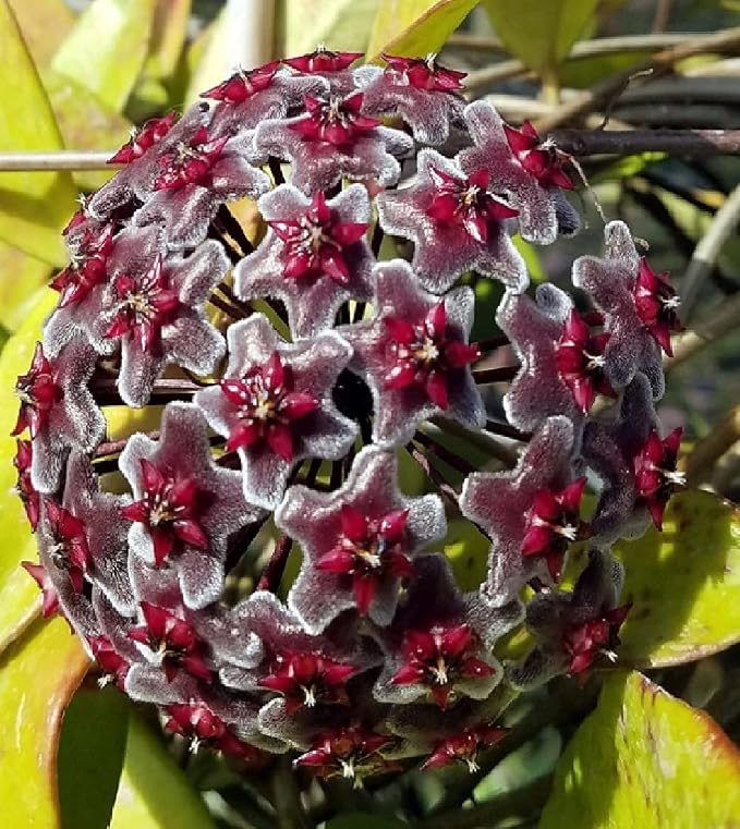 Hoya Publicalyx Red Button Wax Plant Rare Live Establish in 4'" Pot