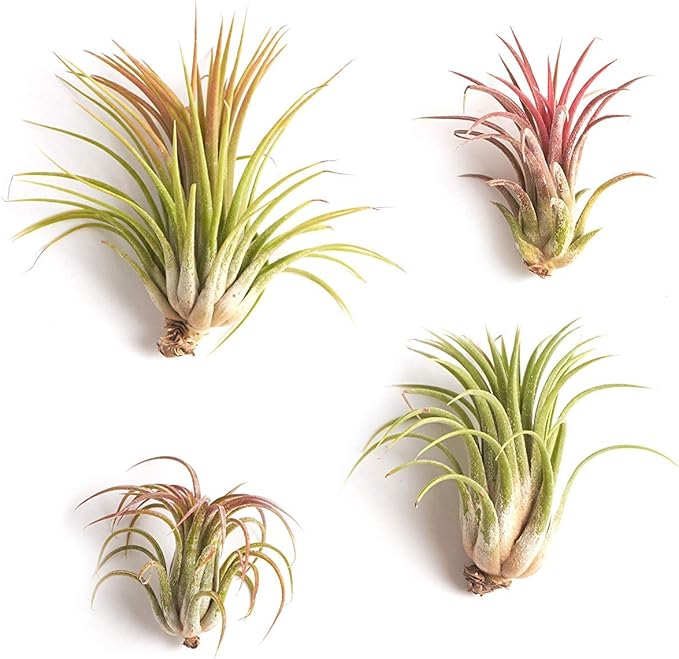 Ionantha Tillandsia Air Plants, Mini Live Indoor Plants, Home Decor & Gifts, Easy Care, Low Maintenance, Air Purifier, Hanging Plants, Favors,Terrarium Plants, Pack of 4