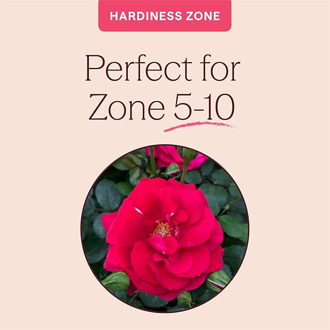 Heirloom Climbing Roses, Live Own Root Plant for Outdoor Garden, The Prince's Trust™, Lightly Fragrant, Hardiness Zones 5–10, Continual Blooming
