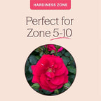 Heirloom Climbing Roses, Live Own Root Plant for Outdoor Garden, The Prince's Trust™, Lightly Fragrant, Hardiness Zones 5–10, Continual Blooming