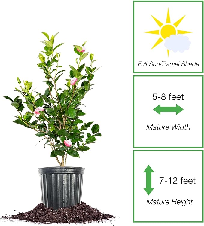 Perfect Plants Pink Perfection Camellia Bush 1 Gallon | Live Shrub for Outdoor Planting | Evergreen Foliage Stays Green All Year Long | Beautiful Pink Flowers in Spring