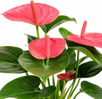 Anthurium Pink Live Plant, Flowering Houseplant for Indoors, Low Maintenance Long Lasting Flowers, Ships in Bloom
