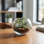 WGV Bowl Glass Vase, Diameter 5.1", Height 3.75", Open Width 3", (Multiple Sizes Choices) Clear Bubble Planter Terrarium Fish Bowl for Wedding Event Home Decor, 24 Pieces (VBW0005)