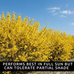 Live Forsythia Lynwood Gold Plants (3-Pack) – Fast Growing Yellow Flowering Shrubs – Hardy Spring Bloom Landscape Bushes – Outdoor Hedge & Border Plants