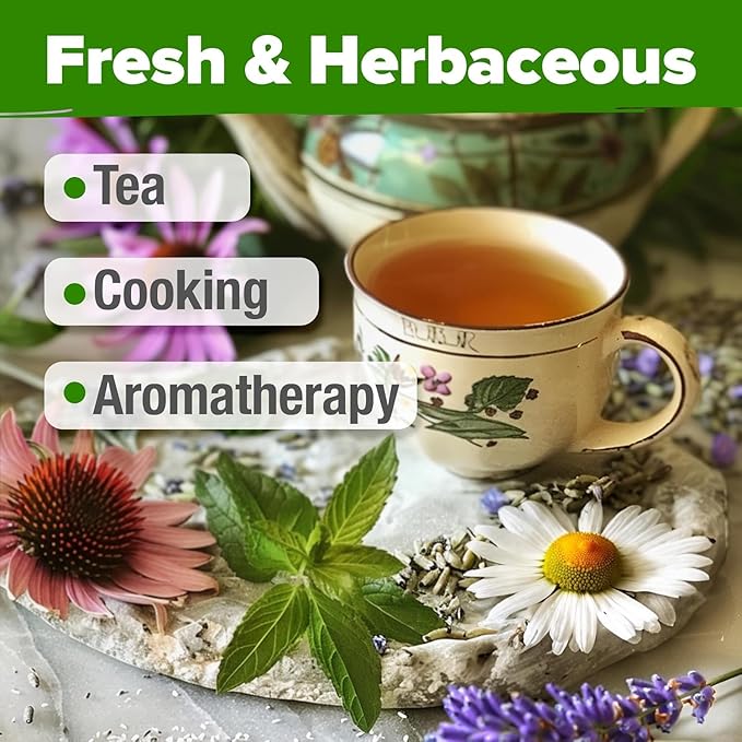 HOME GROWN Medicinal Herb Seeds Vault – 2,000+ Seeds, 6 Non GMO Heirloom Varieties for Indoor & Outdoor Garden – Lavender, Chamomile, Mint, Lemon Balm, Peppermint, Echinacea