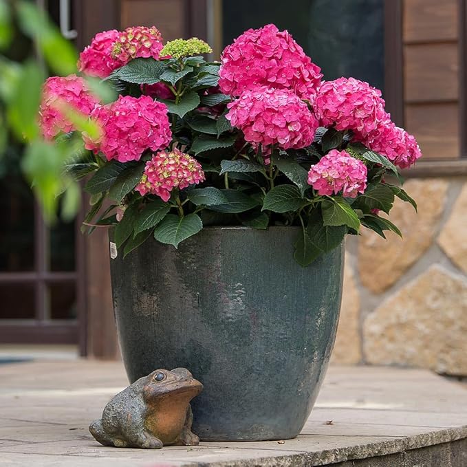 Brighter Blooms - Endless Summer Summer Crush Hydrangea, 2 Gallon - No Shipping to AZ