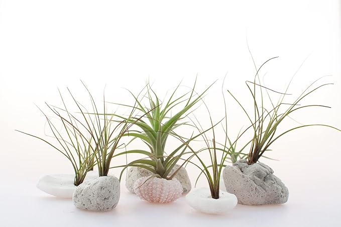 Air Plant Low Light House Plants Box (5PK) Tillandsia Air Plants Live Houseplants Live Indoor Plants Live Succulents Plants Live Terrarium Plants Live, Air Plant Holder Airplant Kit by Plants for Pets