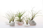 Air Plant Low Light House Plants Box (5PK) Tillandsia Air Plants Live Houseplants Live Indoor Plants Live Succulents Plants Live Terrarium Plants Live, Air Plant Holder Airplant Kit by Plants for Pets