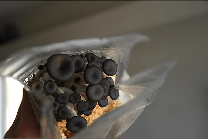 Blue Oyster Mushroom Grow Kit by Oakland Mushroom Co. | Handmade with Organic Ingredients | Ready to Grow | Harvest in 7-10 Days