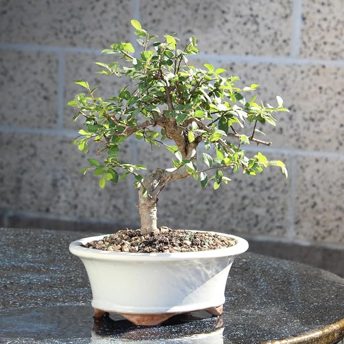 Brussel's Bonsai Live Chinese Elm Bonsai Tree, Outdoor - Medium, 7 Years Old, 8 to 10 inches Tall - Includes Decorative Ceramic Bonsai Pot