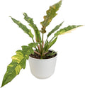 Variegated Ring of Fire Philodendron Houseplant Decor, Air Purifying Houseplants in 6" White Pot, Unique Live Gift, Indoor Planters, Real Plants, Decorative Variegated Plants by Plants for Pets