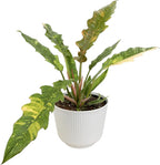 Variegated Ring of Fire Philodendron Houseplant Decor, Air Purifying Houseplants in 6" White Pot, Unique Live Gift, Indoor Planters, Real Plants, Decorative Variegated Plants by Plants for Pets