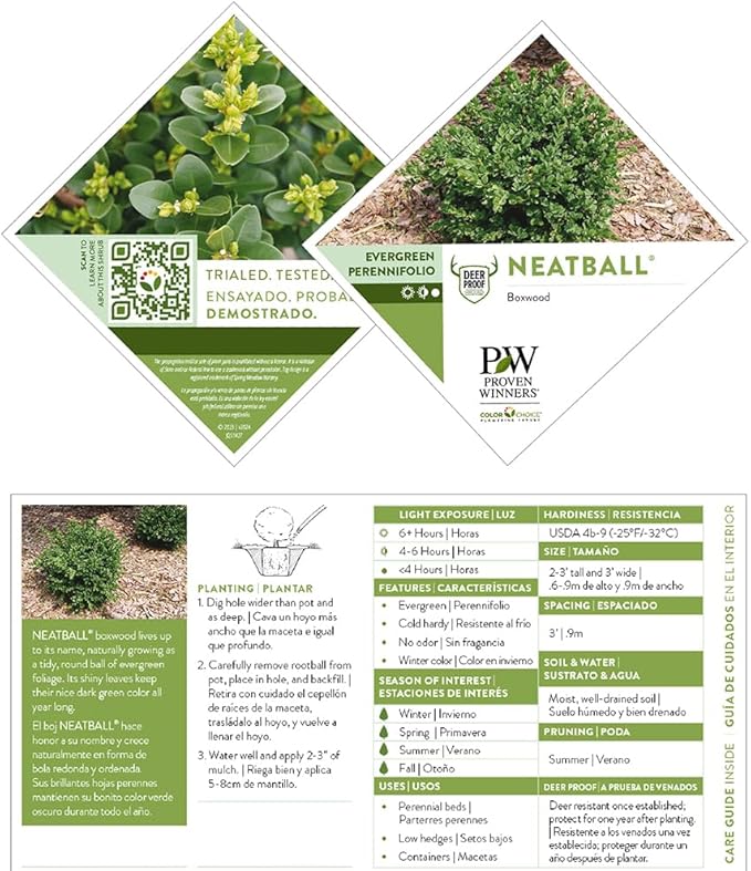 Proven Winners 1 Gal. Neatball Boxwood Shrub