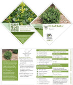 Proven Winners 1 Gal. Neatball Boxwood Shrub