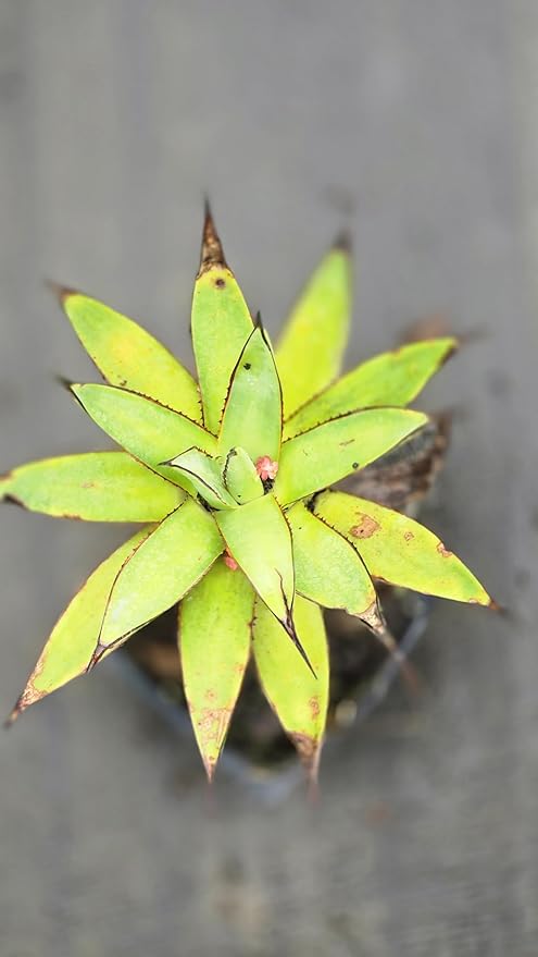 2 Agave Blue Glow in a 3.5" Pot