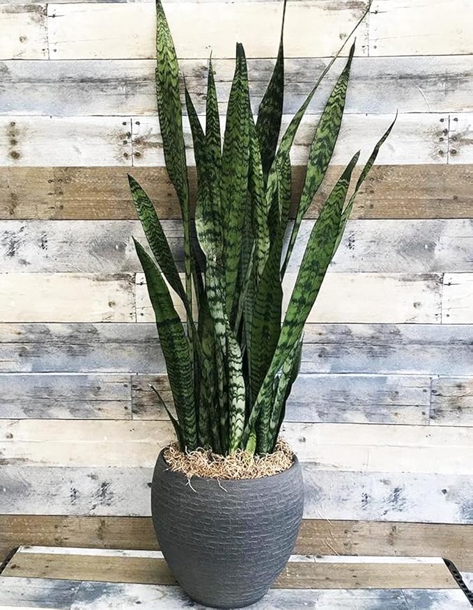 RedCrocus Zeylanica Snake Plant Sansevieria trifasciata 'Zeylanica' Indoor-Outdoor| Low Maintenance, Pet-Friendly, Variegated Foliage, Easy Care, Drought Tolerant, Air Purifier 10" Pot