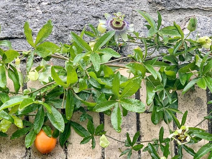 Blue Caerulea Passiflora (Passion Flower) Live Plant | 5-9" Tall | Hardy Zone 6-9 | Fast-Growing Indoor/Outdoor Climbing Vine for Trellis & Patio | Exotic Butterfly Attractor