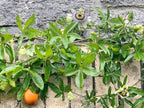 Blue Caerulea Passiflora (Passion Flower) Live Plant | 5-9" Tall | Hardy Zone 6-9 | Fast-Growing Indoor/Outdoor Climbing Vine for Trellis & Patio | Exotic Butterfly Attractor