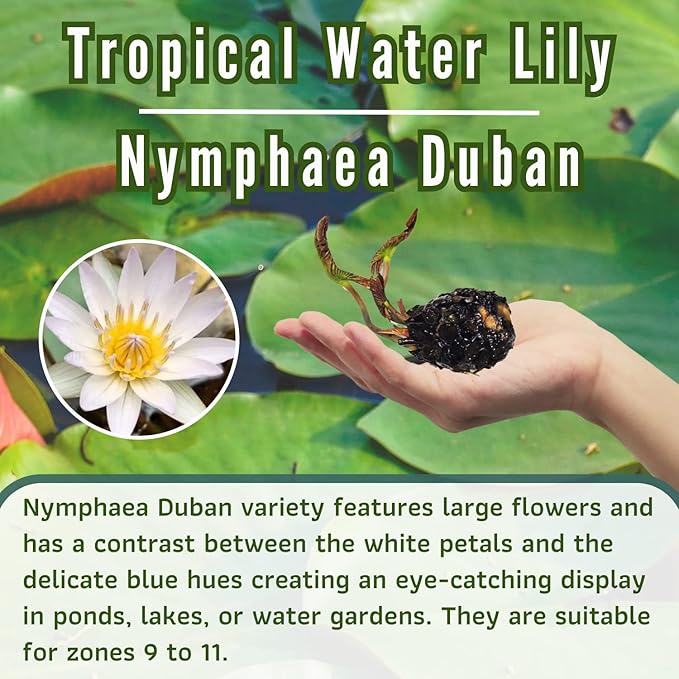 Mainam Mix Colorful Tropical Water Lily Tuber Live Aquarium Plant for Freshwater Fish Pond Balcony Buy 2 GET Fertilizer Free (White Blue Nymphaea Duban)