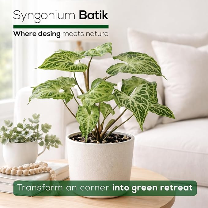 Syngonium Batik Plant (4 Pack) Live Starter Plants, Variegated Arrowhead Vine Houseplants, Easy Care Indoor Tropical Plants Live, Decorative Foliage Plants