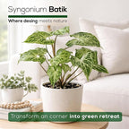 Syngonium Batik Plant (4 Pack) Live Starter Plants, Variegated Arrowhead Vine Houseplants, Easy Care Indoor Tropical Plants Live, Decorative Foliage Plants