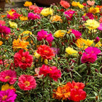 Purslane Double Flower Mix Terry Portulaca Grandiflora Seed Mix 500+ Seeds for Growing Flower Garden