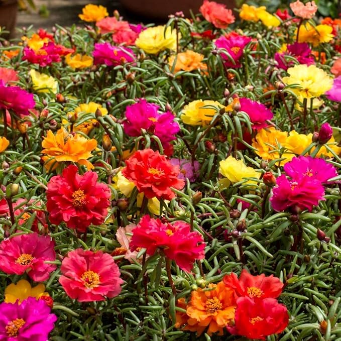 Purslane Double Flower Mix Terry Portulaca Grandiflora Seed Mix 500+ Seeds for Growing Flower Garden