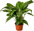 Spathiphyllum 'Peace Lily' Live Plant for Indoor | Different Houseplants in 4'' & 6'' Pot | Real House Plant for Living Room, Office, Desk & Bathroom | Peace Lily | Spathiphyllum