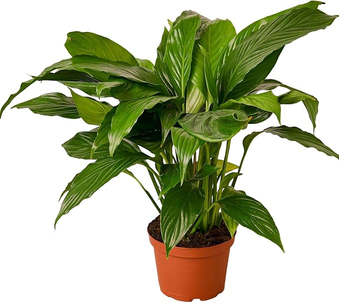 Spathiphyllum 'Peace Lily' Live Plant for Indoor | Different Houseplants in 4'' & 6'' Pot | Real House Plant for Living Room, Office, Desk & Bathroom | Peace Lily | Spathiphyllum