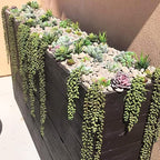 6pcs Artificial Fake String of Pearls Plant Faux Fake Hanging Succulents Plants (6, Green)