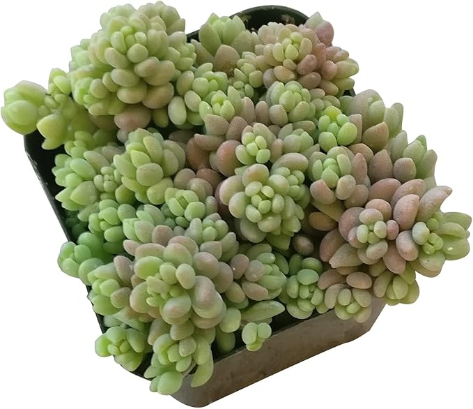 Sedum Minor Corsican Stonecrop - Live Succulent Plant, 2 Inch Plastic Pot, Tiny Blue Green Leaves, Easy to Care, Cold Hardy, Pet Friendly Outdoor Plant for Home Office Decoration