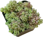 Sedum Minor Corsican Stonecrop - Live Succulent Plant, 2 Inch Plastic Pot, Tiny Blue Green Leaves, Easy to Care, Cold Hardy, Pet Friendly Outdoor Plant for Home Office Decoration