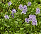 Water Hyacinths Floating Water Garden Plants (12 live plants)